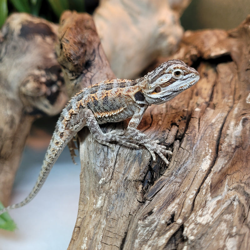 Lizard - Bearded Dragon - Regular Baby