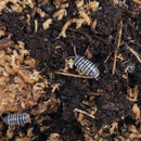 Isopod - Armadillidium maculatum - Zebra