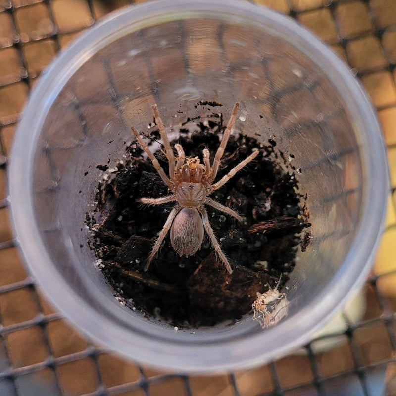 Tarantula - Colombian Dwarf Blue Sling