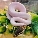 Snake - Ball Python - Orange-Dream Piebald Male