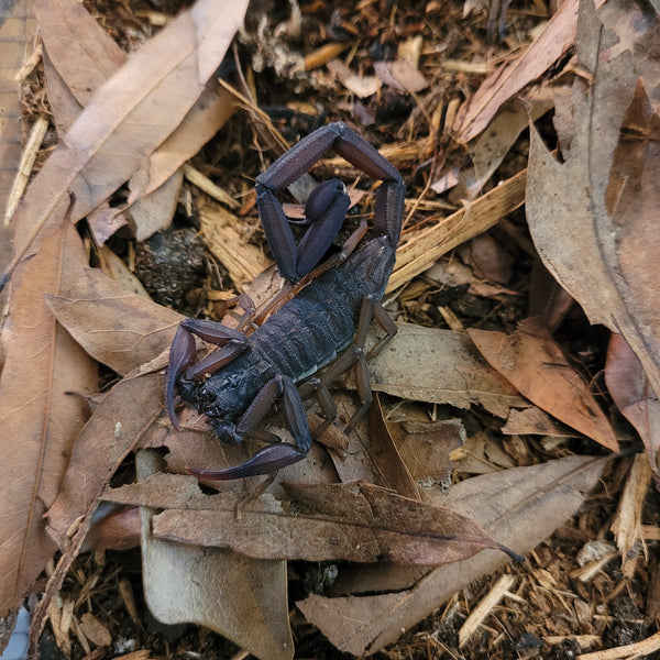 Scorpion - Florida Bark