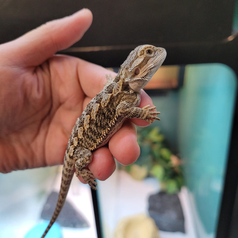 Lizard - Bearded Dragon - Regular Baby