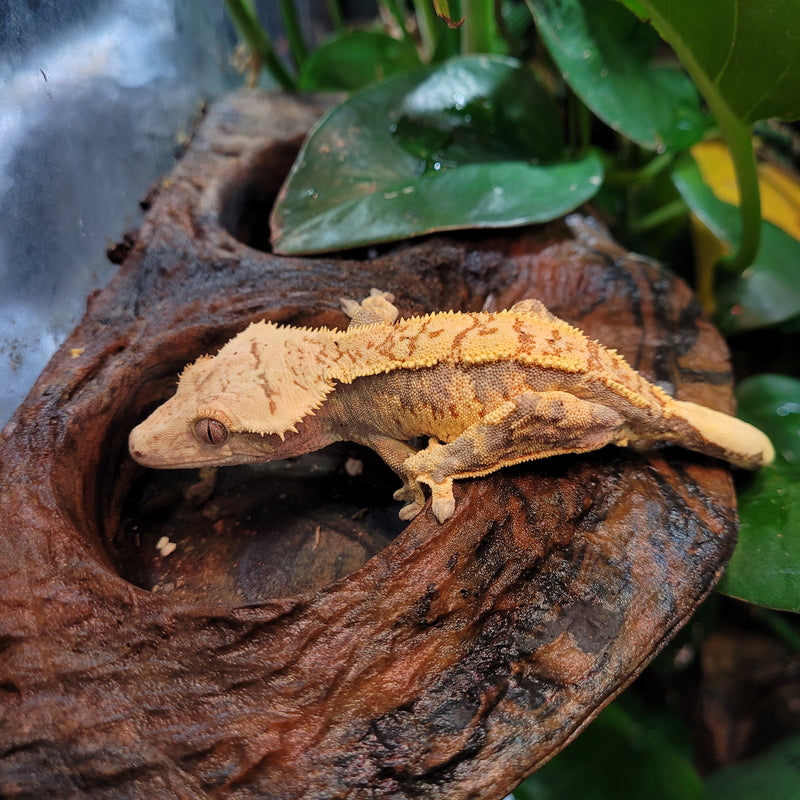 Lizard - Gecko - Crested Juv.