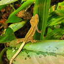 Lizard - Gecko - Crested Juv.