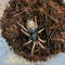 Tarantula - Dwarf Pink Leg