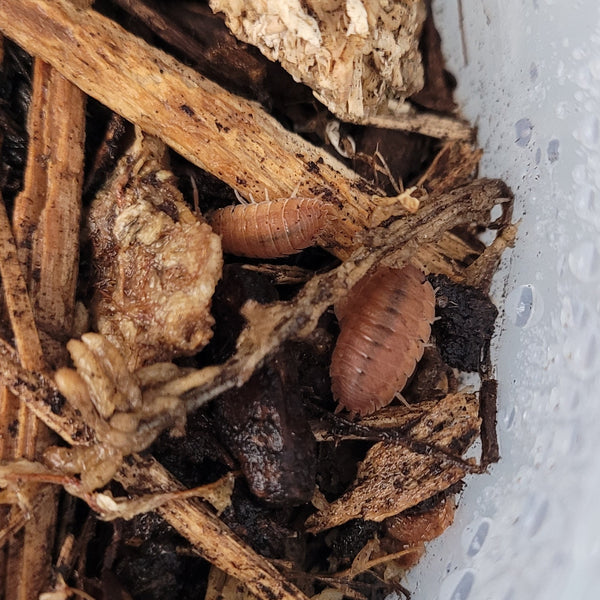 Isopod - Porcellio scaber - Orange (12+ count)