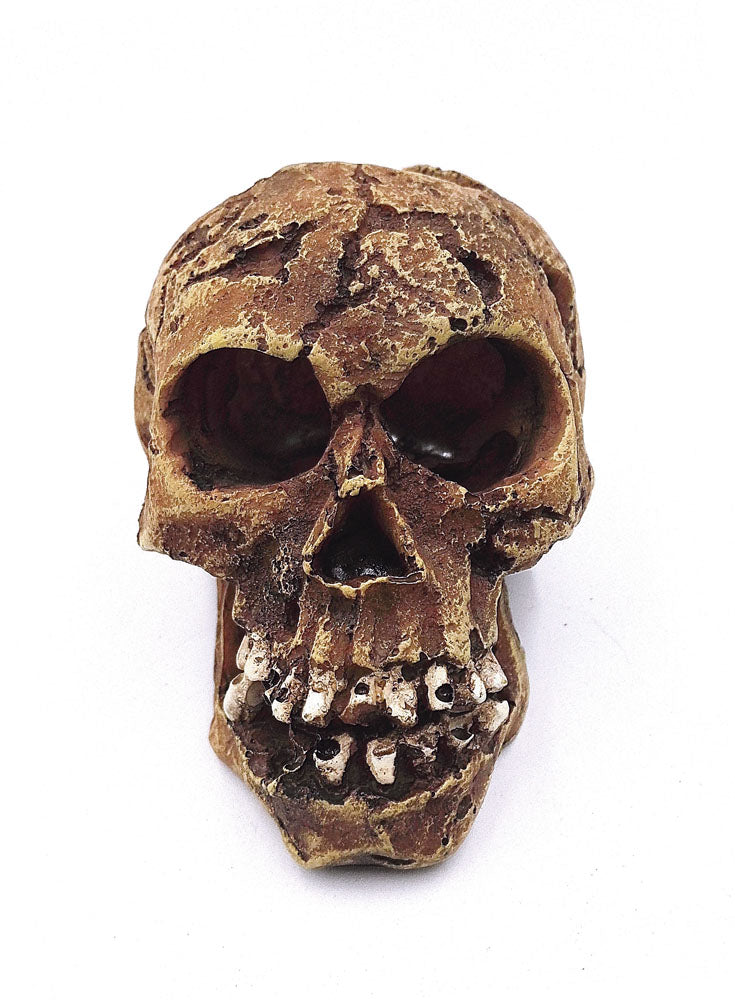 AquaFit Polyresin Skull Large 6.5x5x5in