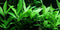 Bunch Plant - Hygrophila polysperma