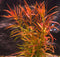 Bunch Plant - Ludwigia arcuata
