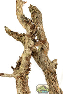 NewCal Cork Branches per lb.