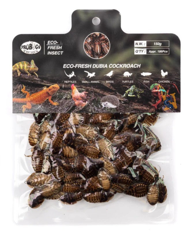 Pro Bugs Dubia Cockroach Bulk Pack - Large (150 g)