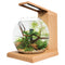 Fluval LIV Microscaping Aquarium Kit - White/Teak - 33 x 31.75 cm (13 x 12.5 in)
