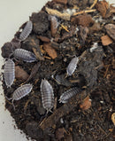 Isopod - Porcellio hoffmaseggis - Titan (12+ count)