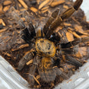 Tarantula - Earth Tiger Lam Dong