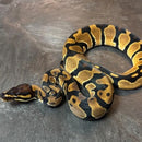 Snake - Ball Python - Male Orange Dream het.