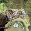 Snake - Corn - Fancy