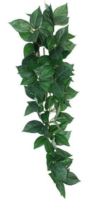 KOMODO Sumatra Hanging Vine 13cm