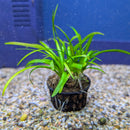 Sagittaria subulata - Sri Lanka Potted