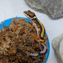 Lizard - Gecko - Leopard Stripe
