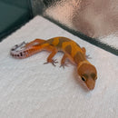 Lizard - Gecko - Leopard Tangerine