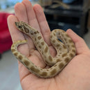 Snake - Plains Hognose - Conda Female