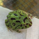 Amphibian - Frog - Pacman Green