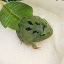 Amphibian - Frog - Pacman Matcha