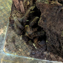 Tarantula - Earth Tiger Lam Dong