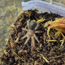 Tarantula - Chaco Gold Knee Sling