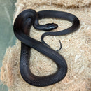 Snake - King - Mexican Black