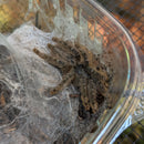 Tarantula - Ornamental Baboon