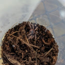 Tarantula - Dwarf Trinidad Sling