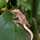 Lizard - Gecko - Crested