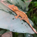 Lizard - Gecko - Crested
