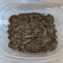 Soldier Fly 50 (In Store Pickup only)