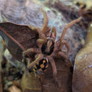 Tarantula - Pumpkin Patch