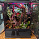 Lizard - Crested Gecko - Complete Terrarium Setup (see description for details)