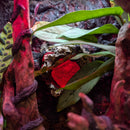 Lizard - Crested Gecko - Complete Terrarium Setup (see description for details)