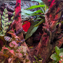 Lizard - Crested Gecko - Complete Terrarium Setup (see description for details)