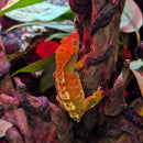 Lizard - Crested Gecko - Complete Terrarium Setup (see description for details)