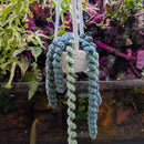 Hanging Plant - Handmade Crochet Large (55cm)