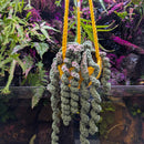 Hanging Plant - Handmade Crochet Large (55cm)