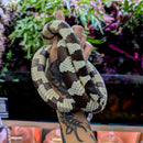 Snake - King - California Adult