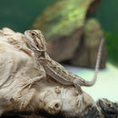 Lizard - Bearded Dragon Baby