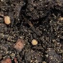 Isopod - Cristarmadillidium muricatum - Pineapple Spiky (6+ count)
