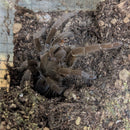 Tarantula - Cameroon Red Baboon