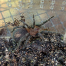 Tarantula - Cobalt Red Rump