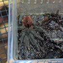 Tarantula - Flame Rump