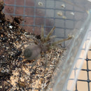 Tarantula - Arizona Blonde Juvenile