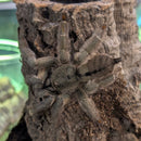 Tarantula -  Trinidad Chevron Full Kit